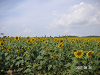 s_PICT0049_thumb.png